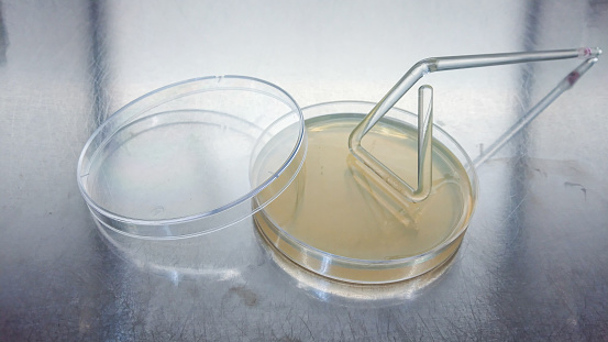 Close-up shot of a petri dish for checking an antibiotic in the laboratory.