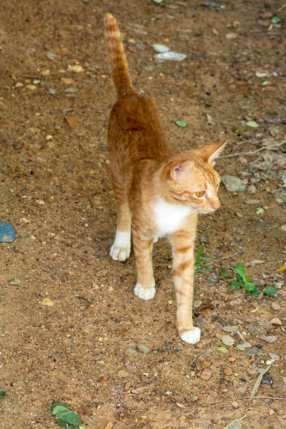 istock Red male cat, walking happily on brown ground. 1400553255