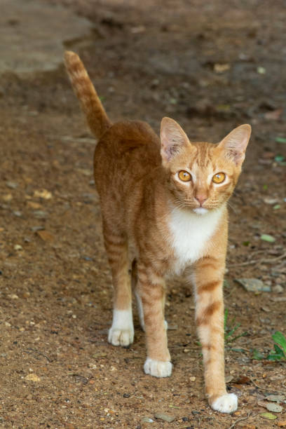 istock Red male cat, walking happily on brown ground. 1400553256