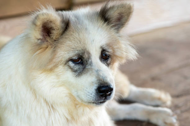 istock Close-up of an old dog's face with a sad expression. 1400553286