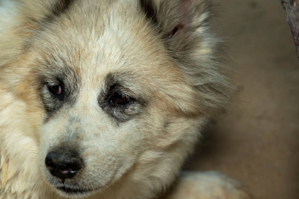 istock Close-up of an old dog's face with a sad expression. 1400553291