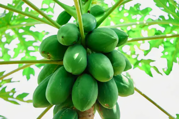 Photo of Fresh raw papaya on tree