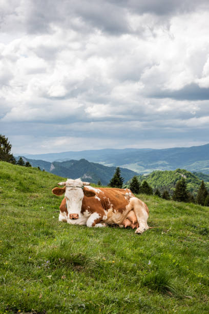 1989 old Positive Film scanned, Rural View - Cows with Bells near Church of St. Martin, Zillis, Switzerland