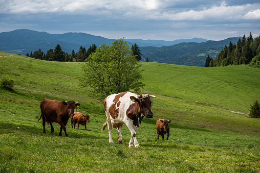 Cows with calf, Bad Mitterndorf, Austrian Alps, Austria
