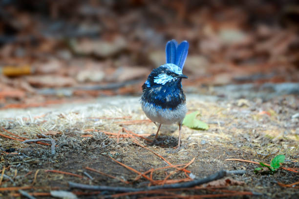 istock Young Superb Fairy Wren on the ground 1400554198