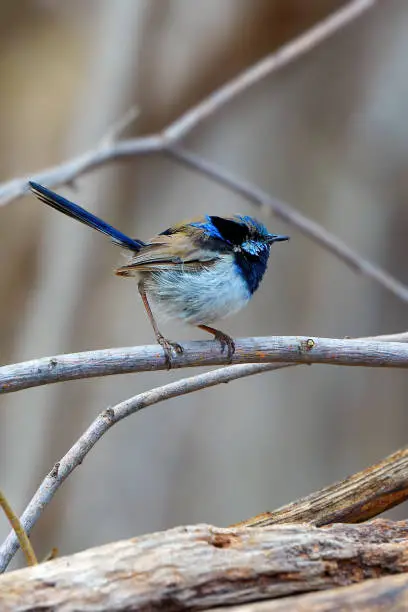 Photo of Young Superb Fairy Wren