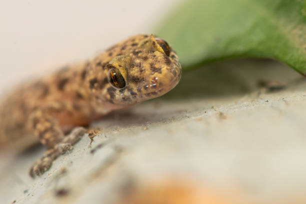 istock Macro of a lizard. Close up of a wall lizard. 1400554257