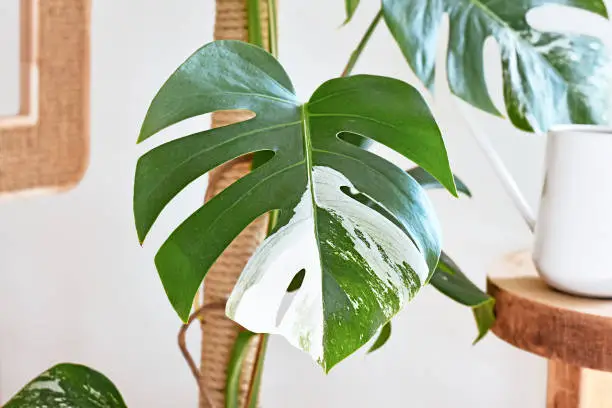 Photo of Leaf of tropical 'Monstera Deliciosa Variegata' houseplant