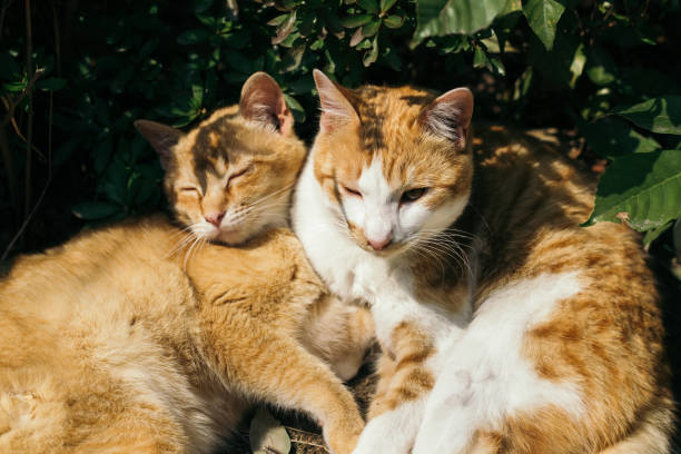 istock Image of a cat sleeping together 1400554427
