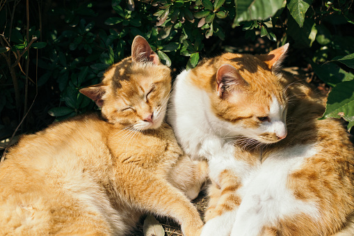 Image of a cat sleeping together