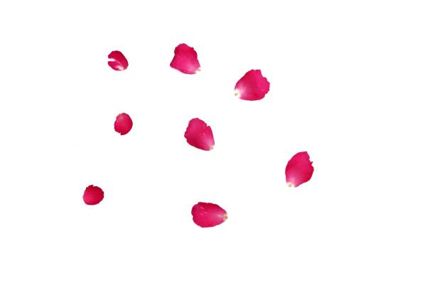 istock Blurred a group of red rose corollas on white isolated background 1400555155