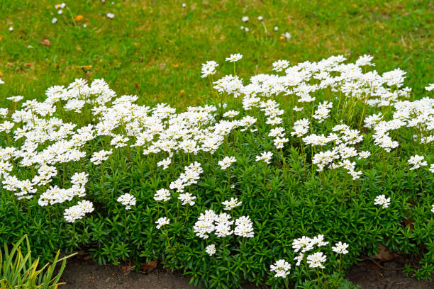 庭のベッドに咲く常緑のキャンディタフト。iberis sempervirens. - evergreen candytuft ストックフォトと画像