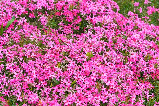 Upholstery phlox close-up. Flowering groundcover for the garden. Phlox subulata.