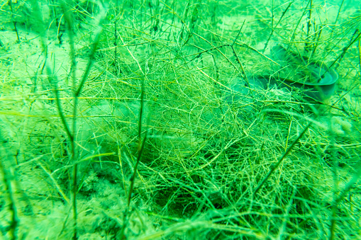 An eel hides in water plants at the bottom of a lake