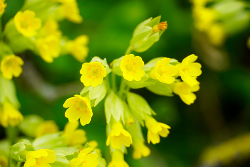 Blooming cowslip in the garden. Yellow flowers close-up. Primula veris.