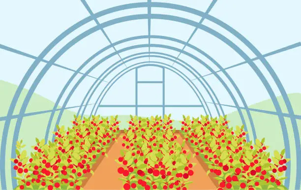 Vector illustration of A large greenhouse with rows of tomatoes. Agriculture business concept. Editable vector illustration.
