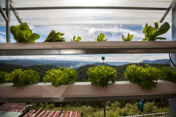 istock Vegetables on the outdoor shelf 1400556548