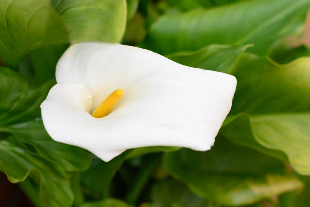 istock Calla blossom close-up view surrounded by green leaves 1400557013