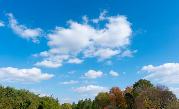 green plant and blue sky