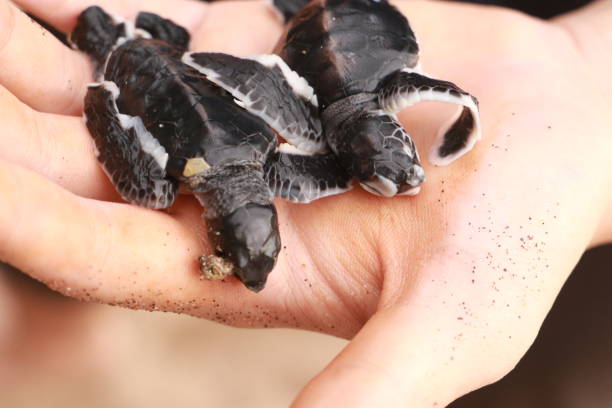 istock baby sea turtles green turtle 1400559051