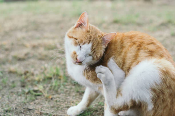 istock Image of a cat scratching behind the ears 1400559085