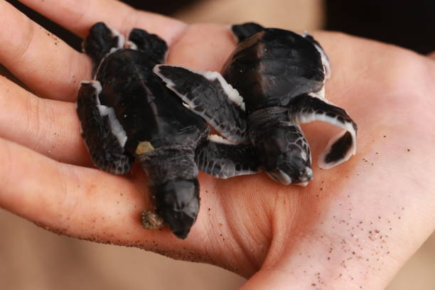 istock baby sea turtles green turtle 1400559180