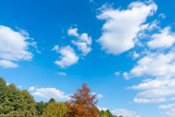 green plant and blue sky