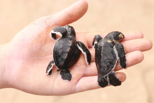 istock baby sea turtles green turtle 1400559536