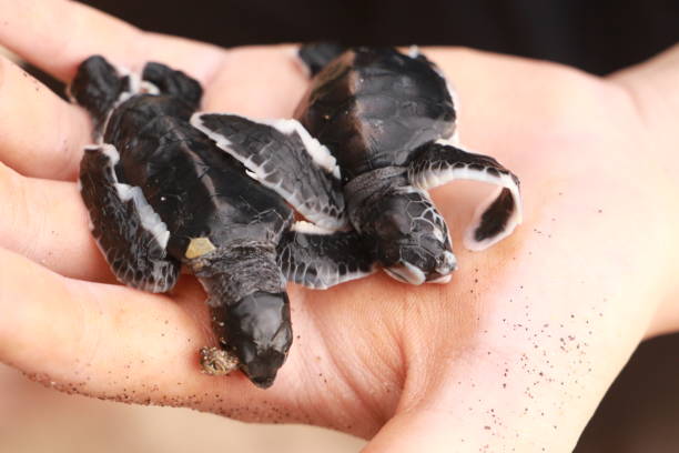 istock baby sea turtles green turtle 1400559618