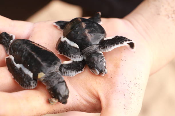 istock baby sea turtles green turtle 1400559781