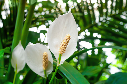 Peace Lily white flowers growing in botanical garden closeup. Spathiphyllum cochlearispathum flowering plants grow close up. Blooming evergreen perennial Spath houseplant by blurry bokeh background