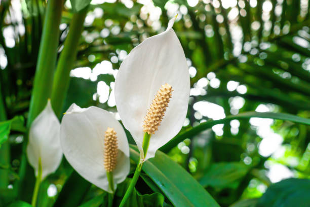Peace Lily white flowers growing in botanical garden closeup stock photo