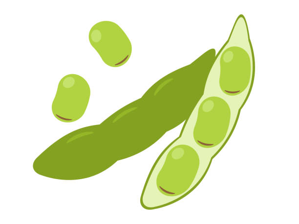 ilustraciones, imágenes clip art, dibujos animados e iconos de stock de icono de frijol ancho - fava bean