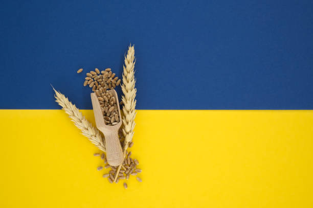 istock Wheat spilling from wooden scoop over blue yellow 1400562526