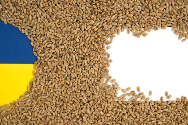 istock Wheat grains background with blue and yellow 1400562528