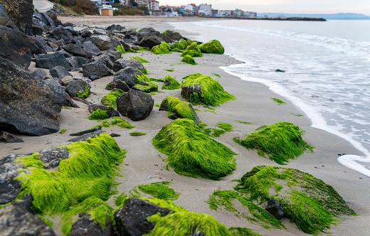 Green seaweed on black stones at the Black Sea beach at Pomorie. Burgas region, Bulgaria, Europe.
