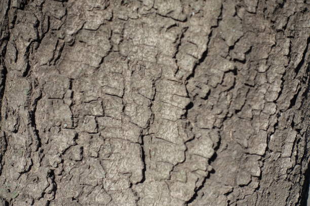 Backdrop - dry greyish brown bark of horse chestnut tree