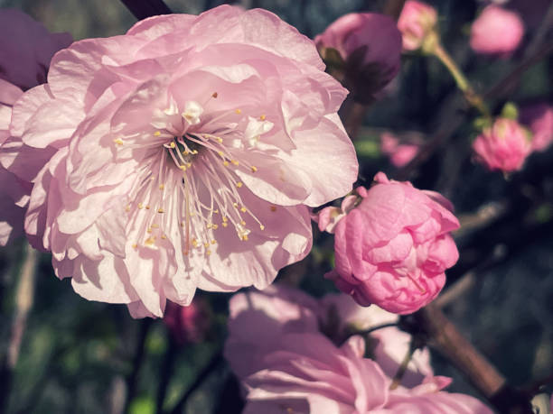 istock Pink sakura blossom in the garden 1400565311