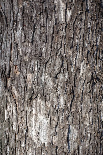 istock Scabrous dry grayish brown bark of sycamore maple tree 1400565610