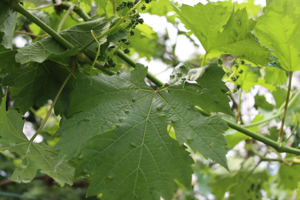 istock Vine plant with green galls on leaves. 1400565826