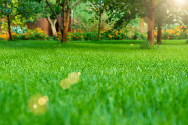 istock Mowed green backyard grass under trees closeup view 1400566586