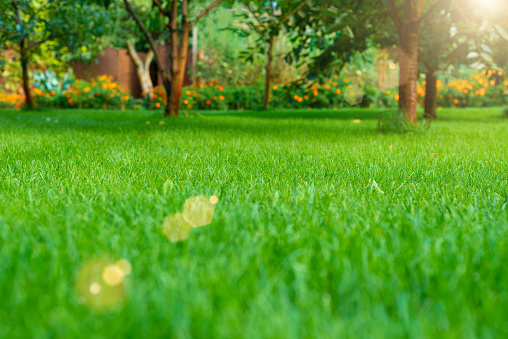 Mowed green backyard grass under trees closeup view