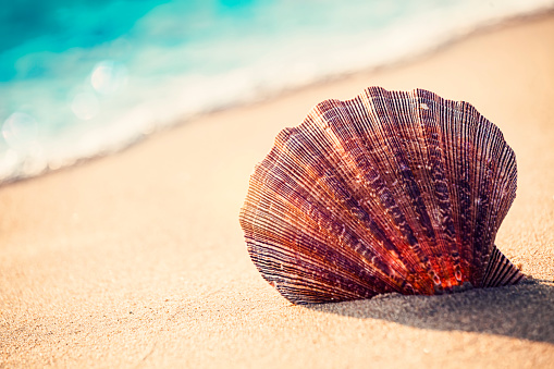 Low angle view of a scallop shell in the sand beach of the Caribbean sea