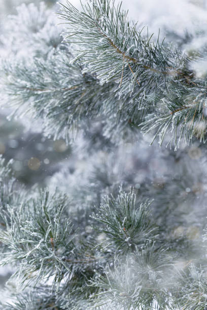 istock Pine tree branches with snow, winter background, snowy conifer fir needles close up,  it is snowing. Nature environment, winter Christmas holiday blur backdrop. Selective focus, bokeh, vertical 1400568440
