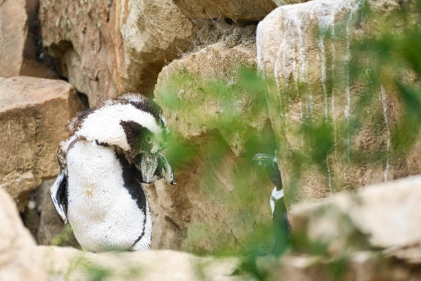 pinguine mit schwarz-weißen federn tierfoto in nahaufnahme des vogels. - nobody beak animal head penguin stock-fotos und bilder