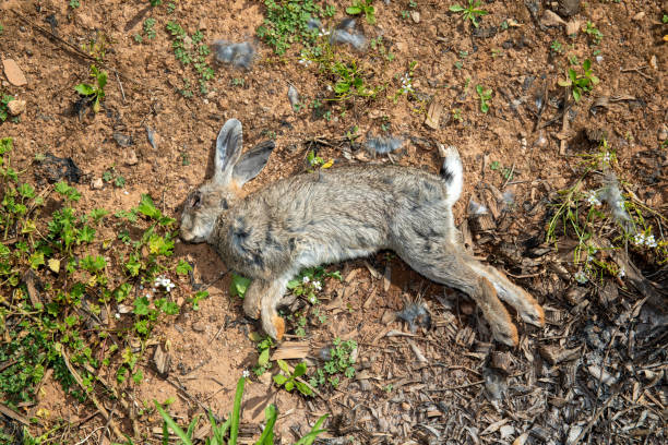 Dead hare / rabbit lying on the side in a field stock photo