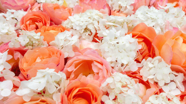 istock Delicate floral banner with roses and hydrangeas in pastel colors. Botanical background with garden flowers in orange tones. Floristic design template with copy space. 1400570448