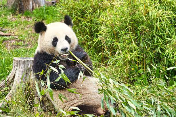 istock big panda sitting eating bamboo. Endangered species. Black and white mammal 1400571799