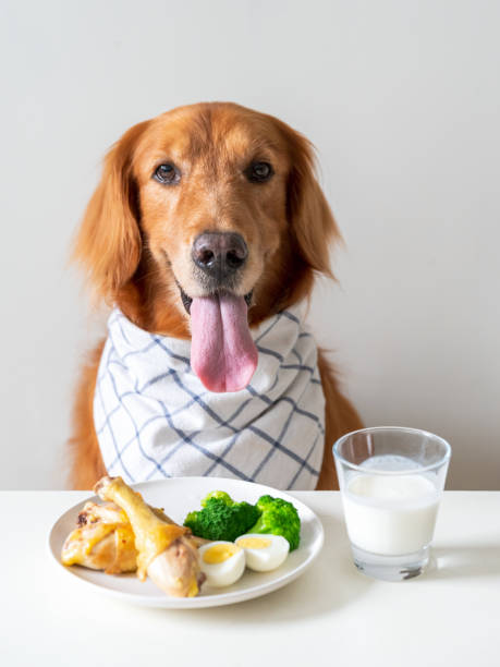 istock Golden Retriever and food on the table 1400572120
