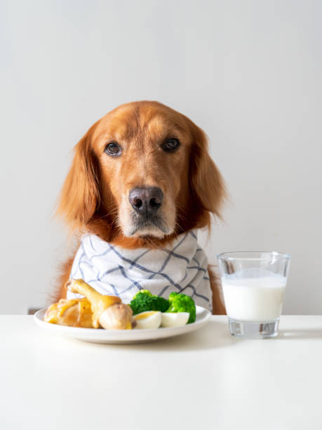 istock Golden Retriever and food on the table 1400572121